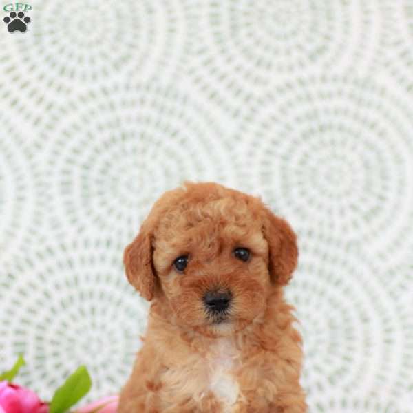Rose, Miniature Poodle Puppy